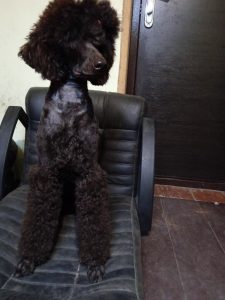 королевский пудель щенки