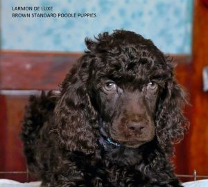 щенок королевского пуделя купить