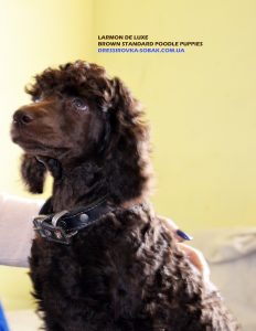 щенки большого королевского пуделя Larmon De Luxe