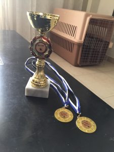 standard brown poodle