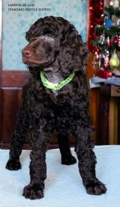 королевский пудель щенки купить киев