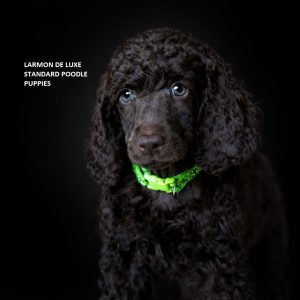 LARMON DE LUXE POODLE PUPPIES